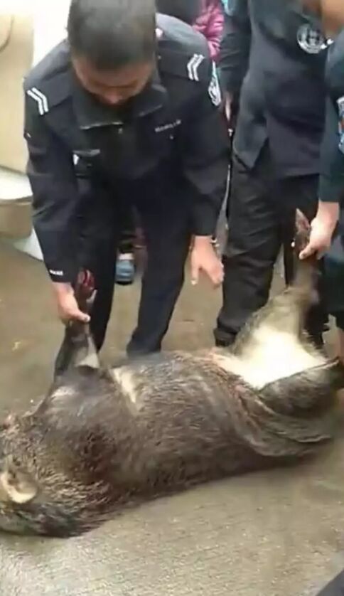 潮汕下山虎闯入一头野猪，最后被警察击毙