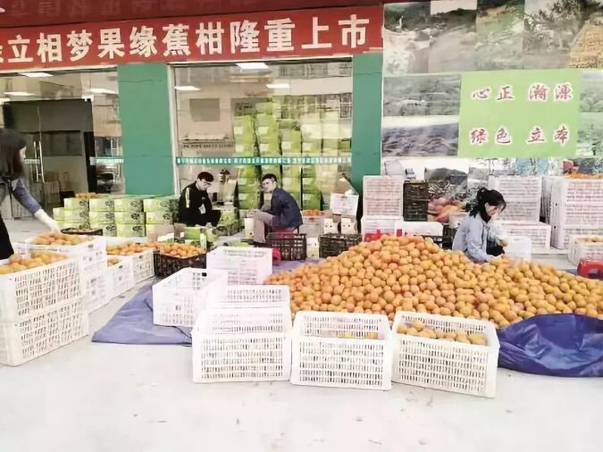 【地方特色】广东揭阳市普宁蕉柑：梅林一张靓丽的名片