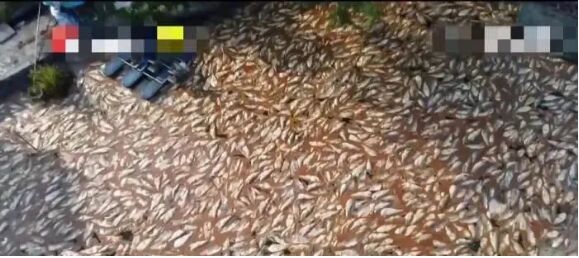 突发！广东潮州一养殖户13万斤鱼全部死亡，损失100多万，警方已介入调查
