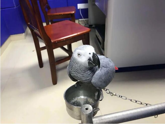 揭阳一男子因饲养这只灰鹦鹉被依法刑拘
