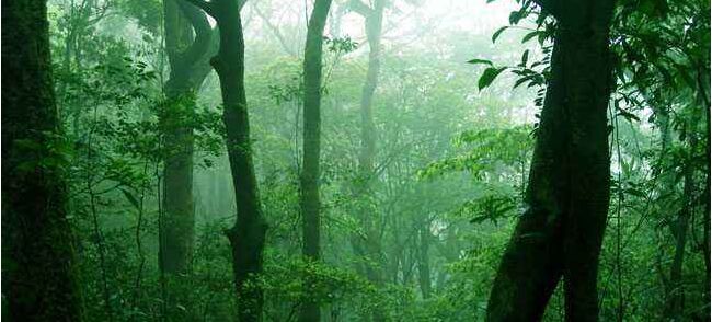 潮州叫水坑原始森林