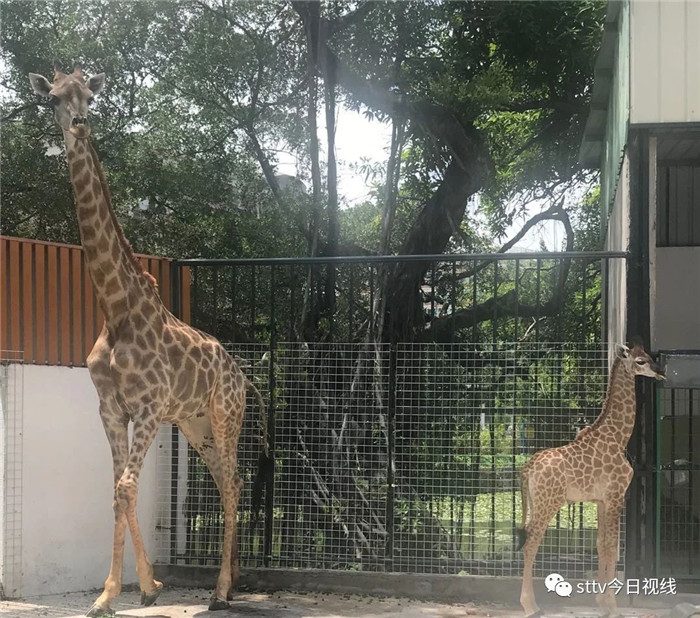 中山公园动物园添新成员，一出生就有1.8米高！国庆将正式亮相