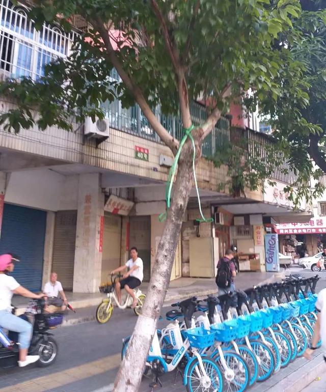 路边行道树被人栓铁链，绑绳子...汕头城管：这些行为最高可处5000元罚款