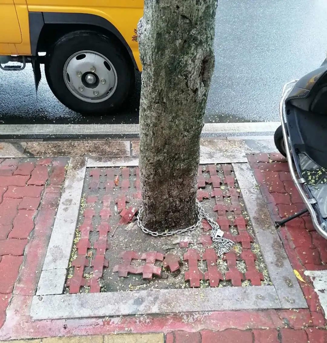 路边行道树被人栓铁链，绑绳子...汕头城管：这些行为最高可处5000元罚款